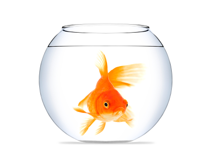 Culture is Like Water to a Fish
